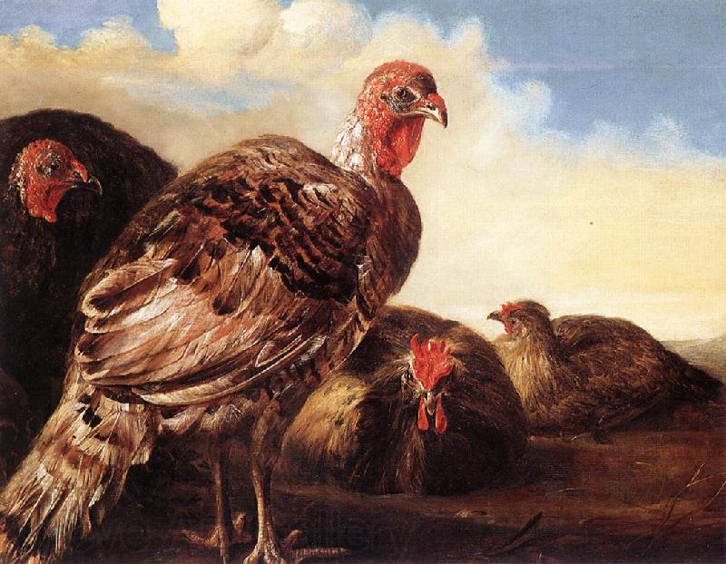 CUYP, Aelbert Domestic Fowl  fg Norge oil painting art